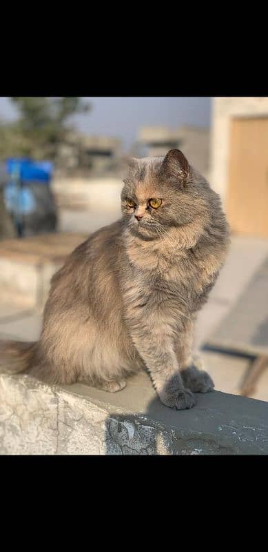 Persian Cat Active and playful cat home breed. 0