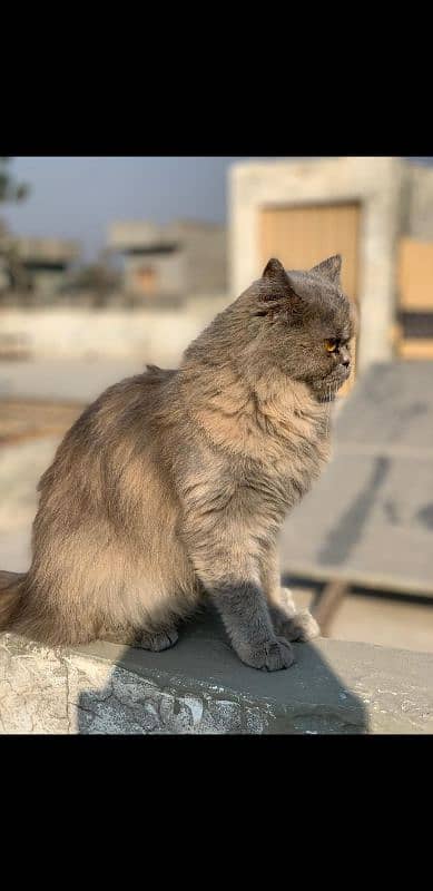 Persian Cat Active and playful cat home breed. 1