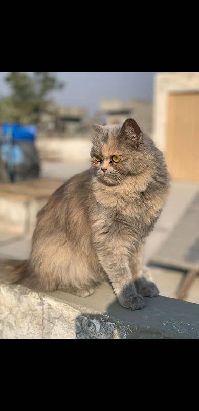 Persian Cat Active and playful cat home breed. 2