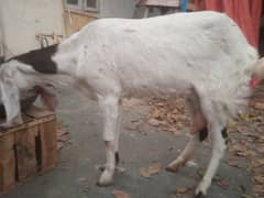 6 dant bakri half kg doodh da rhe ha number 03132313339