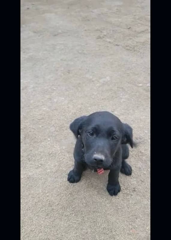 dog baby for sale 1