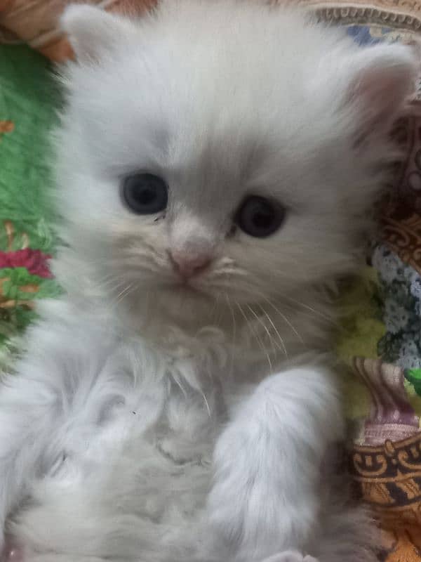 Persian kitten 1 month age 0