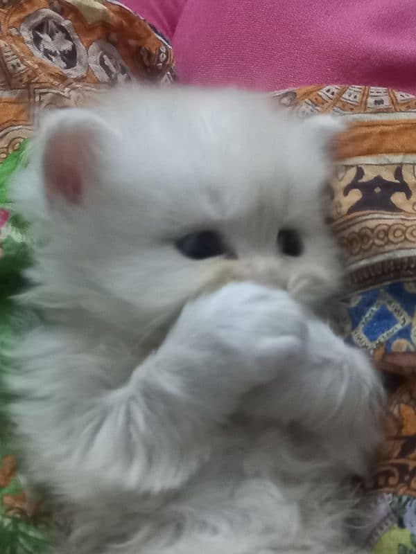 Persian kitten 1 month age 1