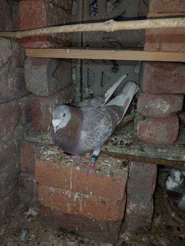 Total Qasad pigeon's Urgent for sale. 16