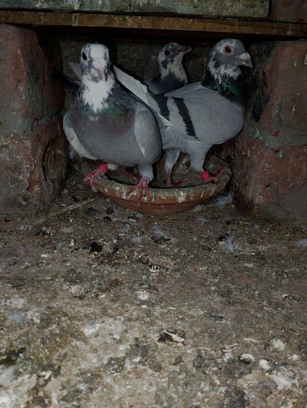 Total Qasad pigeon's Urgent for sale. 17