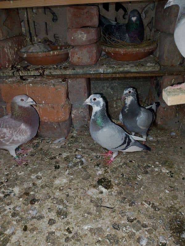 Total Qasad pigeon's Urgent for sale. 18