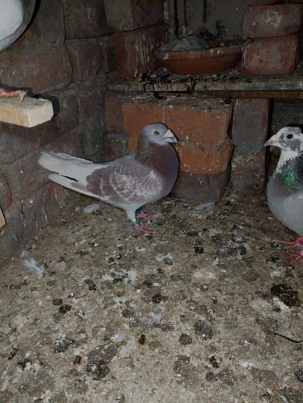 Total Qasad pigeon's Urgent for sale. 19