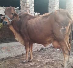 Sahiwal cow