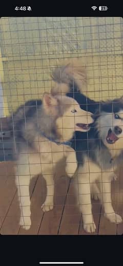 husky for sale