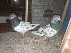 2 pigeons