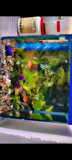 Fish Aquarium