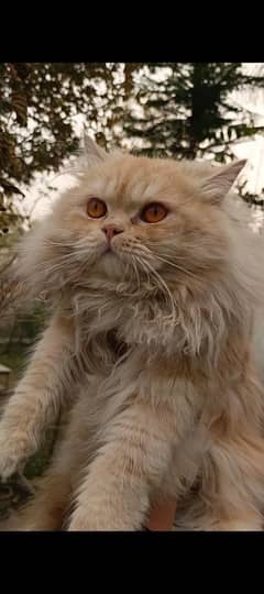 Double coated Persian Male cat