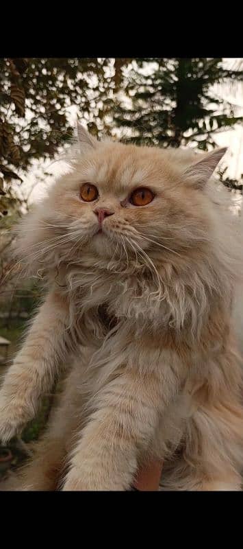 Double coated Persian Male cat 0