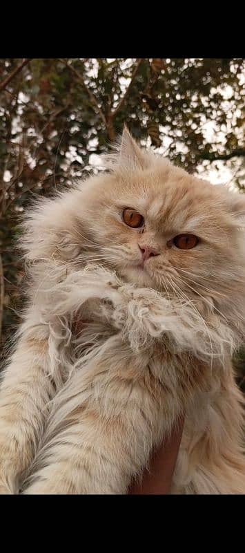 Double coated Persian Male cat 1