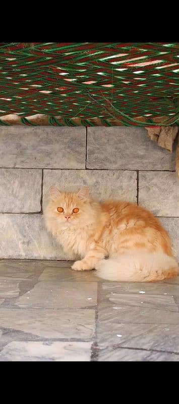 Double coated Persian Male cat 2