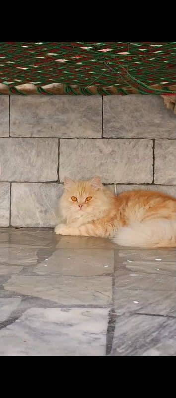 Double coated Persian Male cat 3