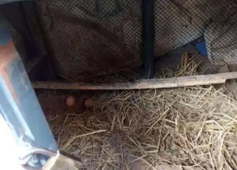 3 Egg gg Laying Hens and 1 Cock 1