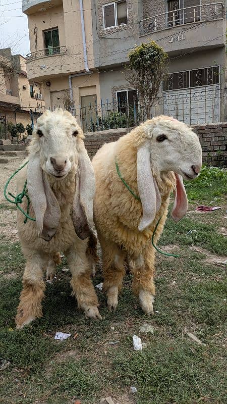 2 chatra/sheep for sale 0