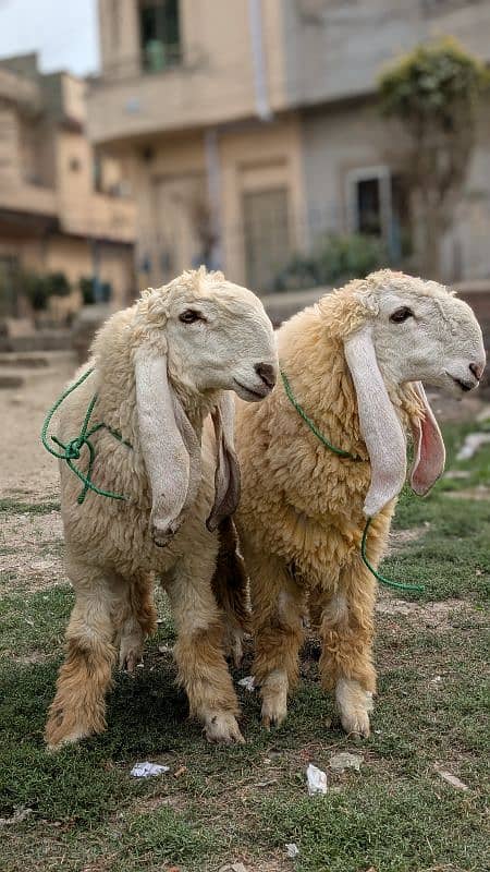 2 chatra/sheep for sale 1