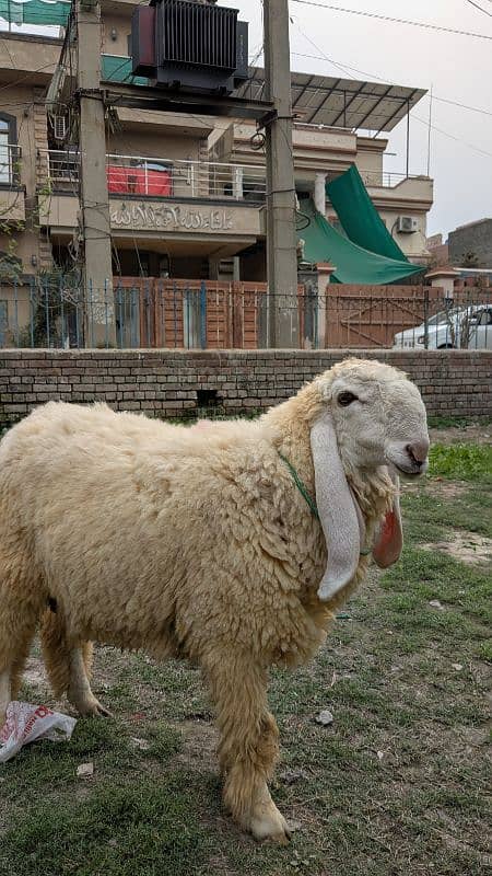 2 chatra/sheep for sale 2