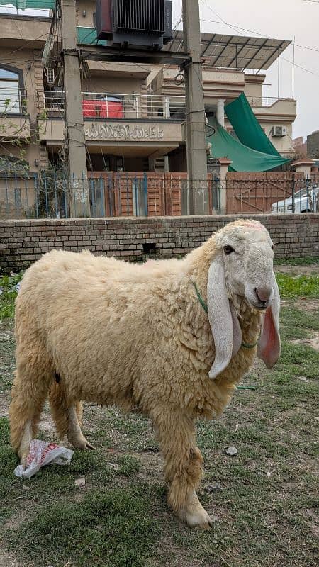 2 chatra/sheep for sale 3