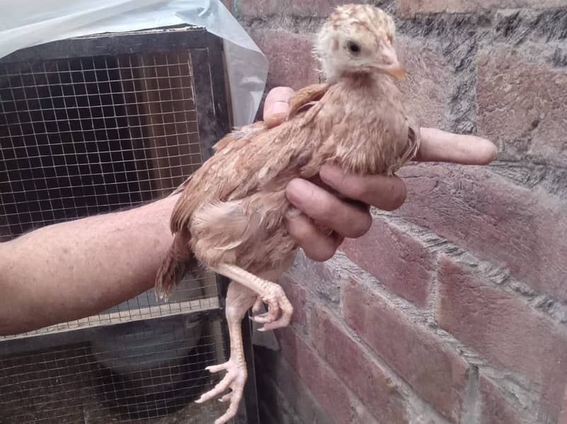 Heera for sale and chicks 6