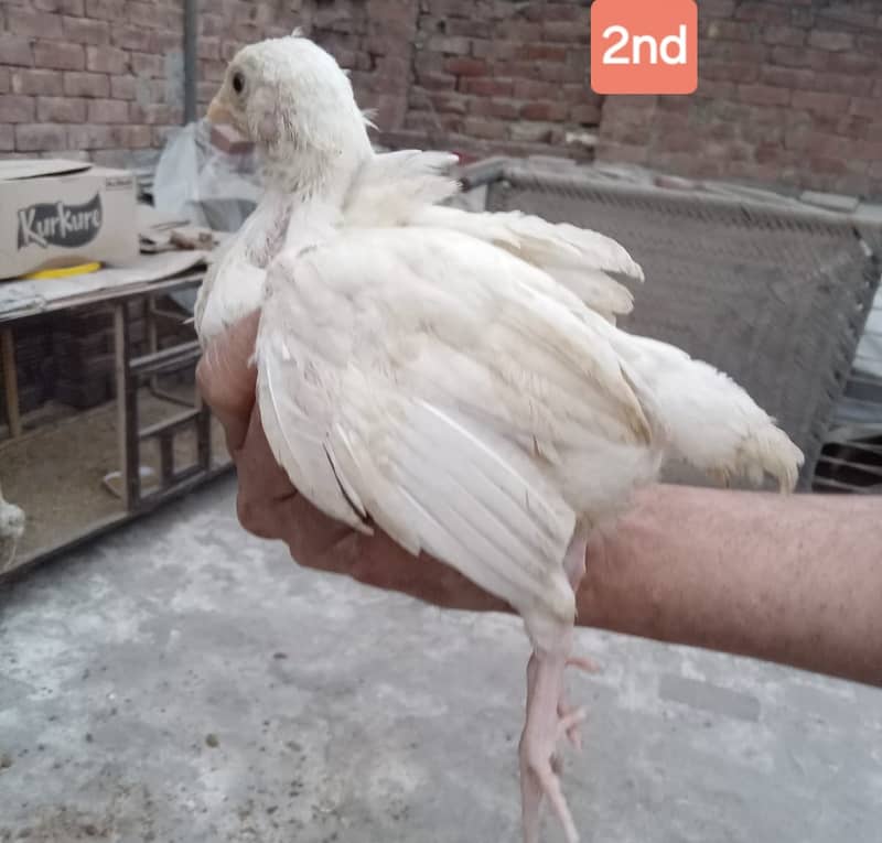 Heera for sale and chicks 9