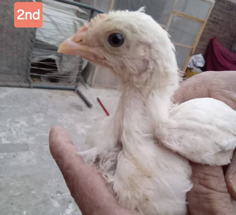 Heera for sale and chicks 10