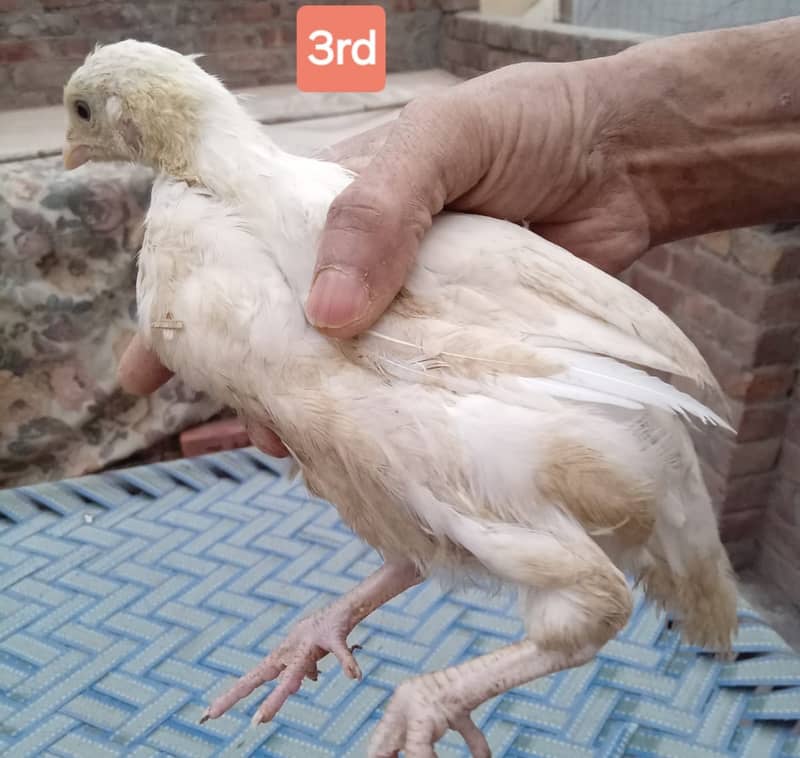 Heera for sale and chicks 11