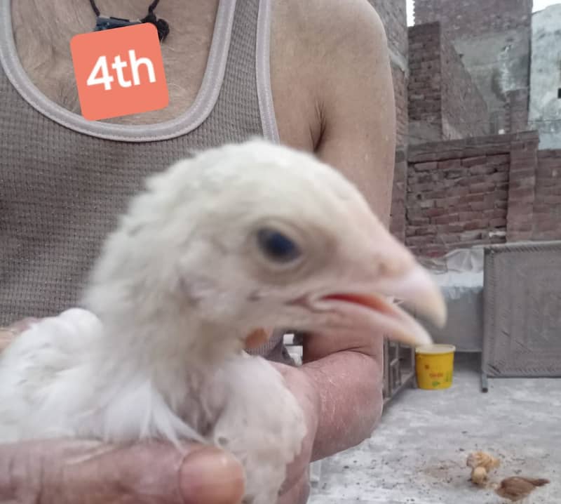 Heera for sale and chicks 14