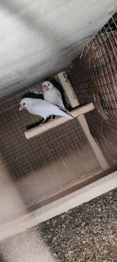 cage and birds for sale