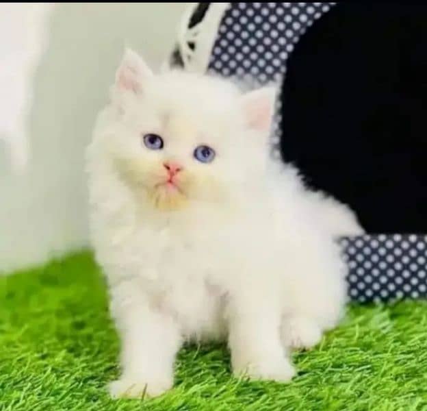 Persian cat so beautiful and loving and trained cat 0