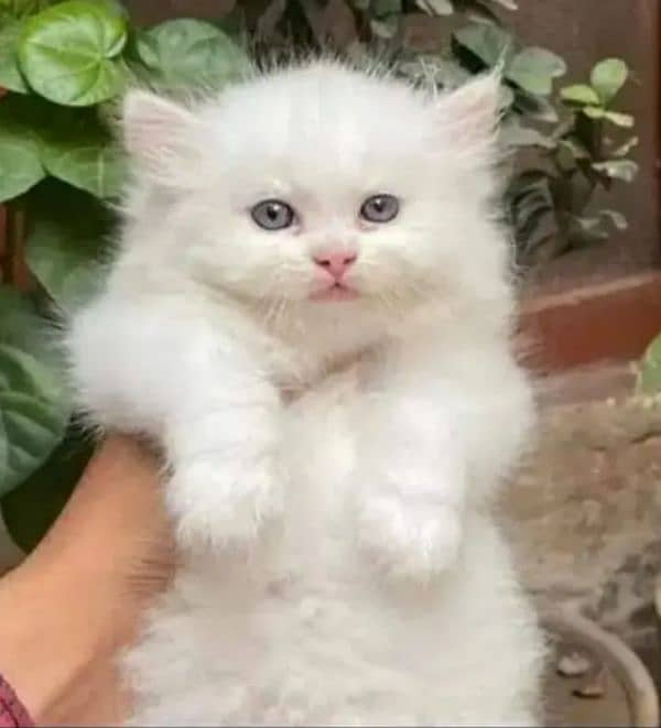 Persian cat so beautiful and loving and trained cat 1