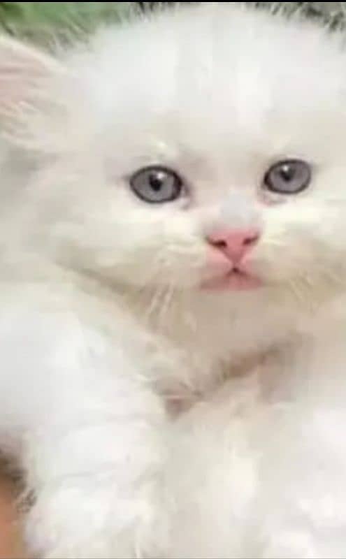 Persian cat so beautiful and loving and trained cat 2