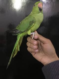 hande tame parrot for sale 03024088918