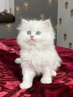 Persian kittens triple coat pair for sale contact whatsap03292450894