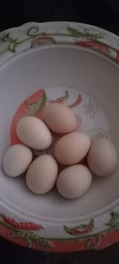 Heera Aseel Fertile Egg