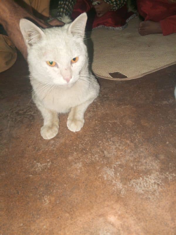 Waite persian male 0