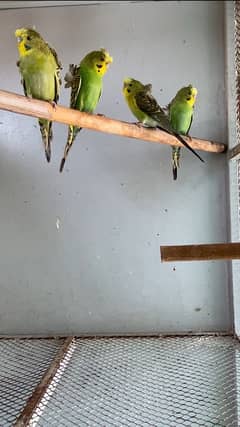 Budgies Australian Parrot