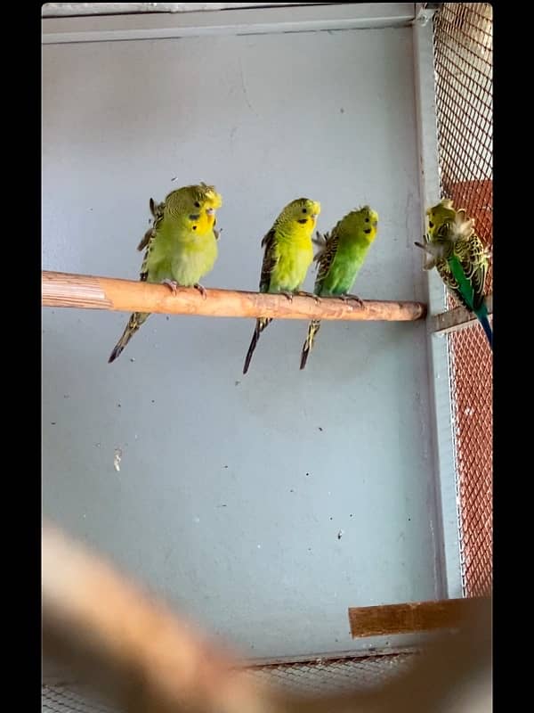 Budgies Australian Parrot 1