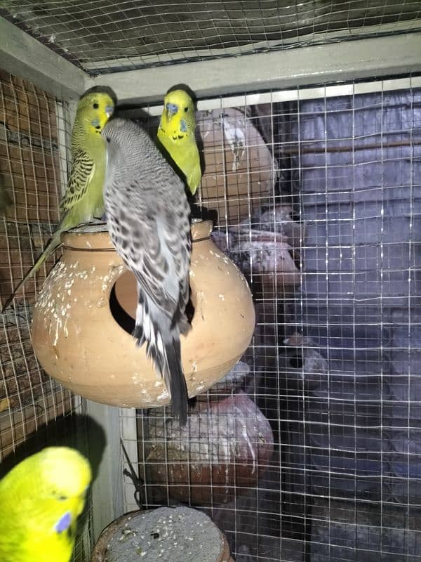 Exhibition Budgies 2