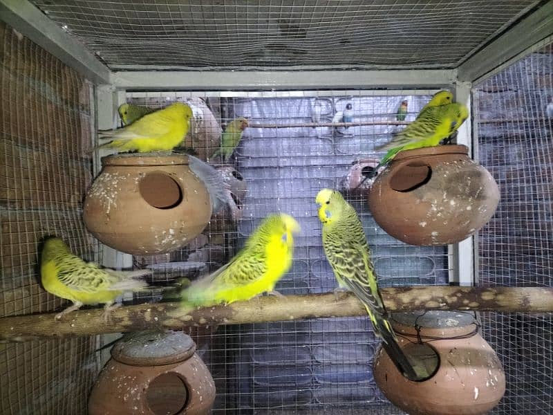 Exhibition Budgies 6