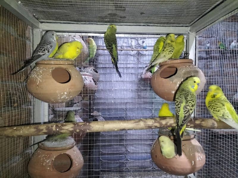 Exhibition Budgies 7