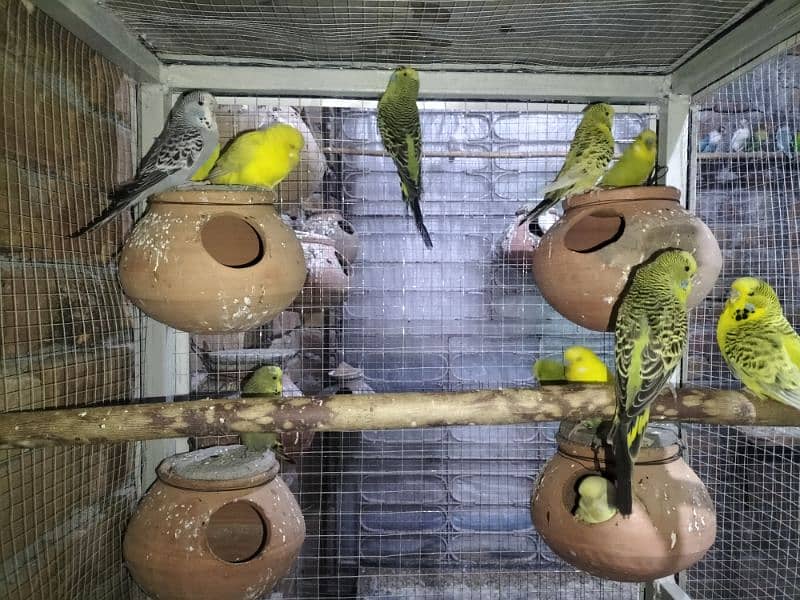 Exhibition Budgies 8