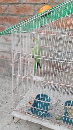 Parrot