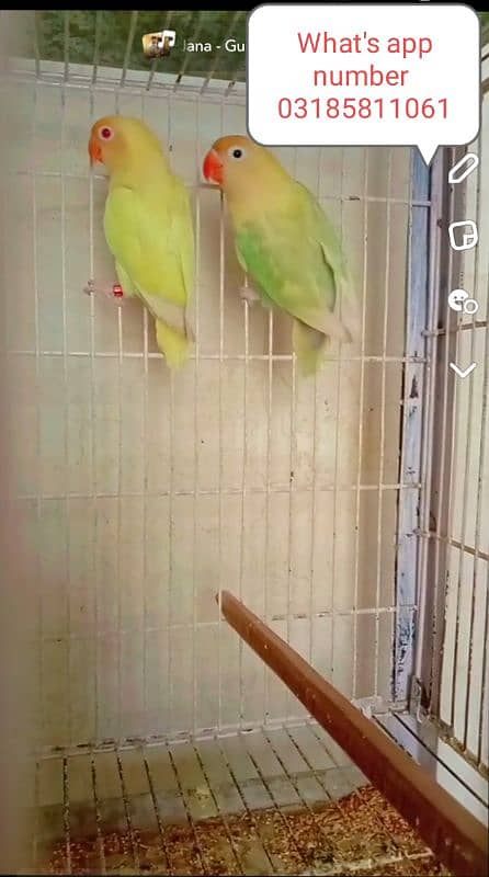 Love birds for sale hai 0