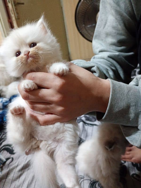 2 Persian and 1 himaliyan kitten with mother 4