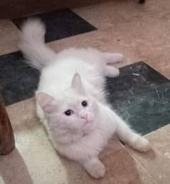 Persian Cat