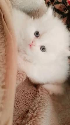 Persian semi punch kitten