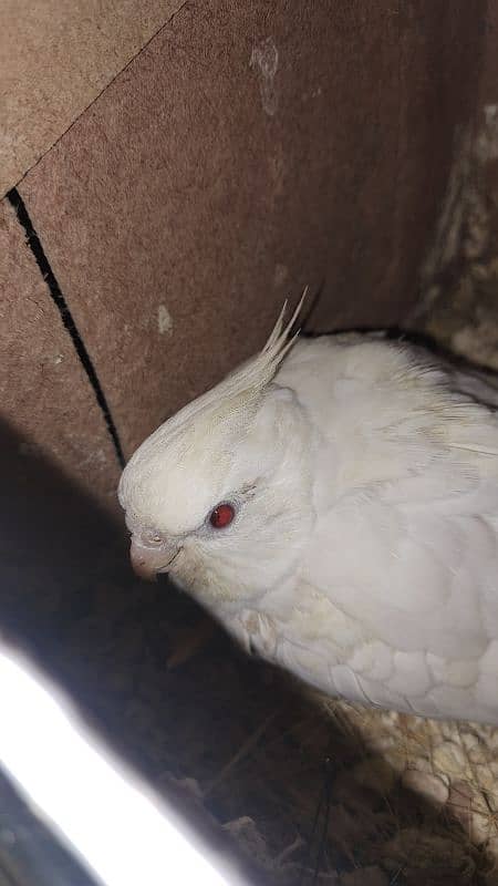 cocktail female red eyes urgent sale 0